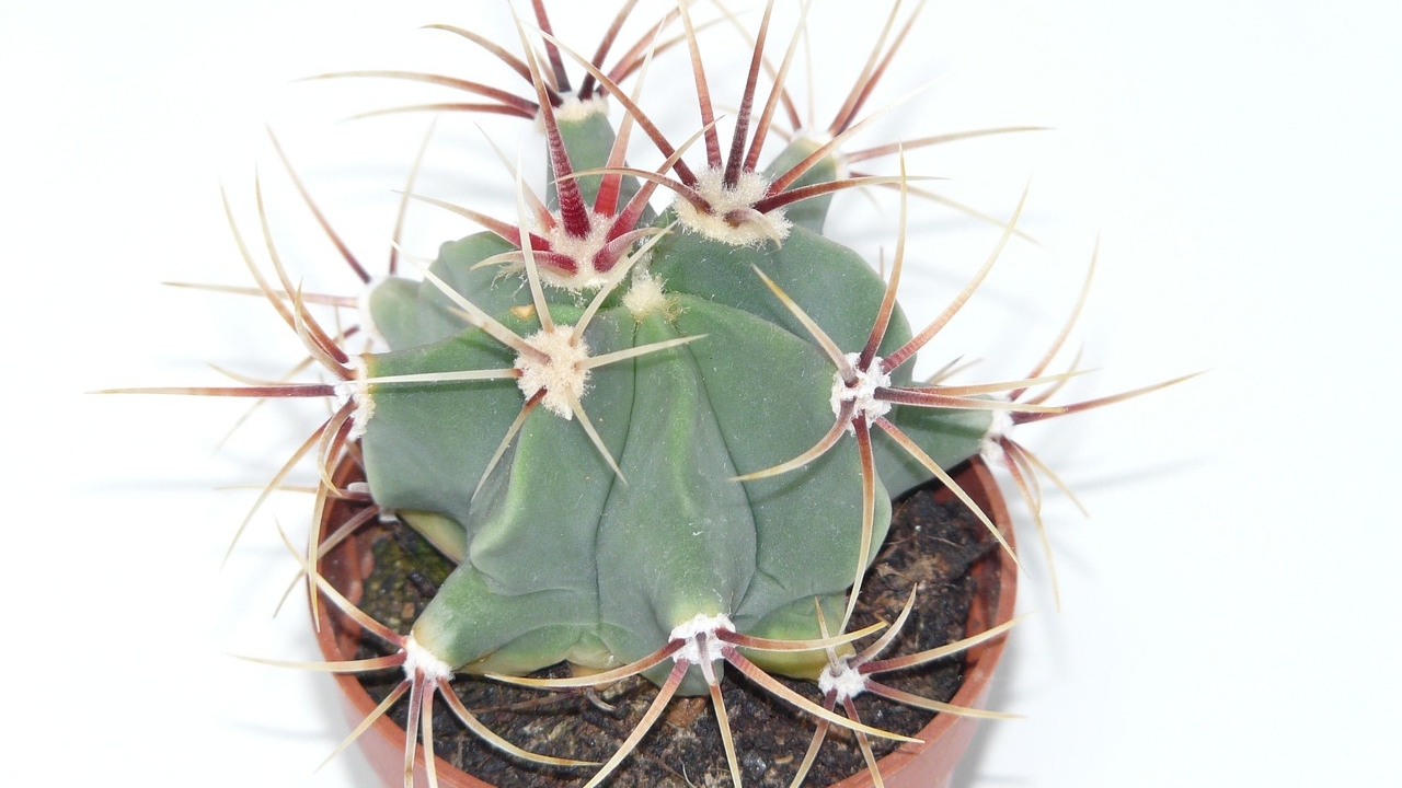 ferocactus in vaso