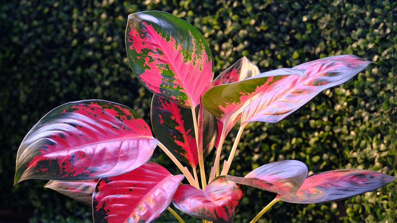 festa mamma aglaonema