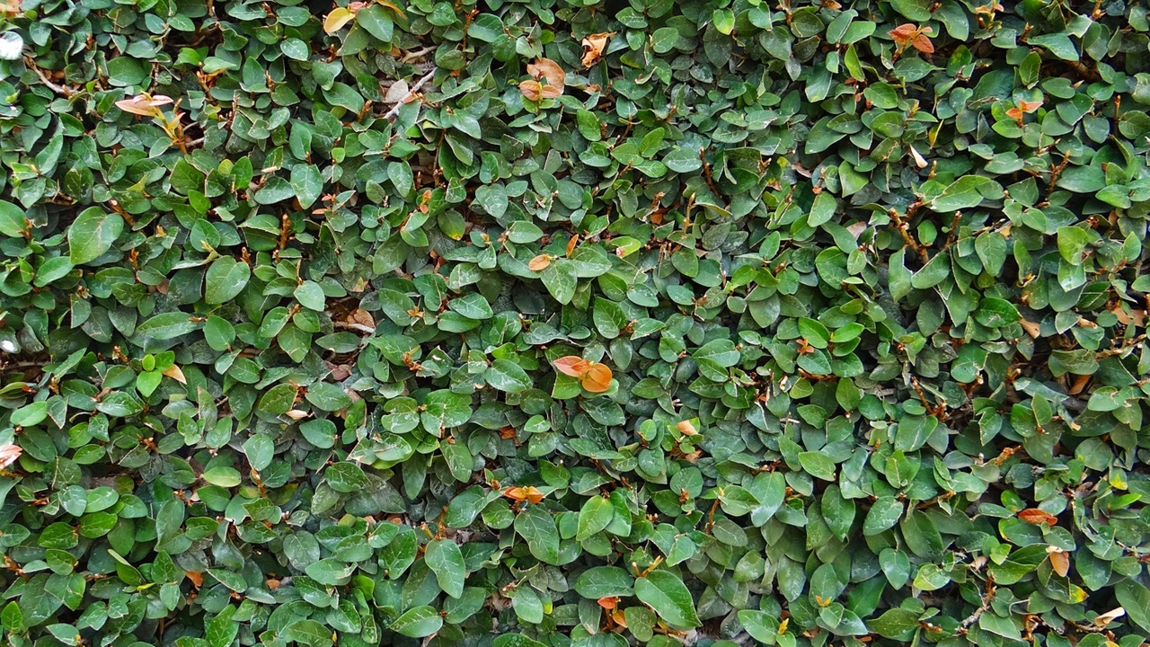 ficus pumila