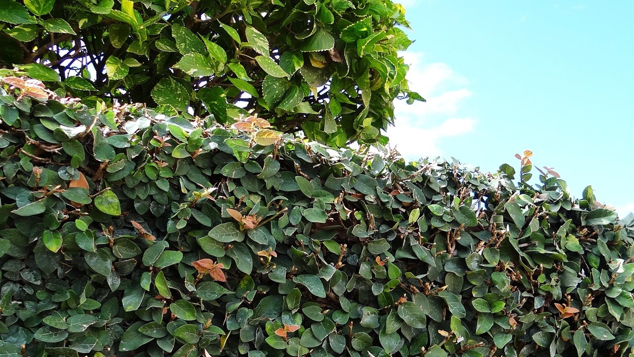 ficus rampicante