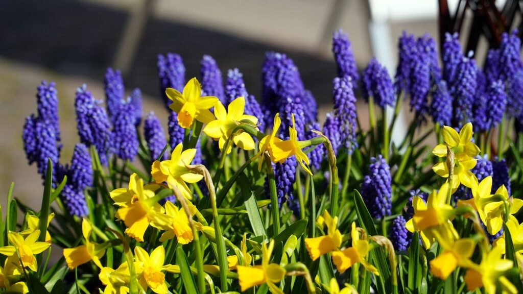 Che fiori e piante regalare a Pasqua?