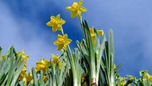 Aiuto, le foglie del narciso diventano gialle o marroni. Scopriamo se si può salvare la pianta