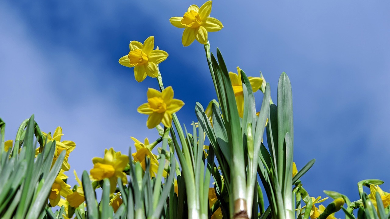 foglie narciso