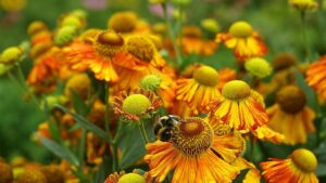 Gaillardia: tutto ciò che c’è da sapere su questo fiore