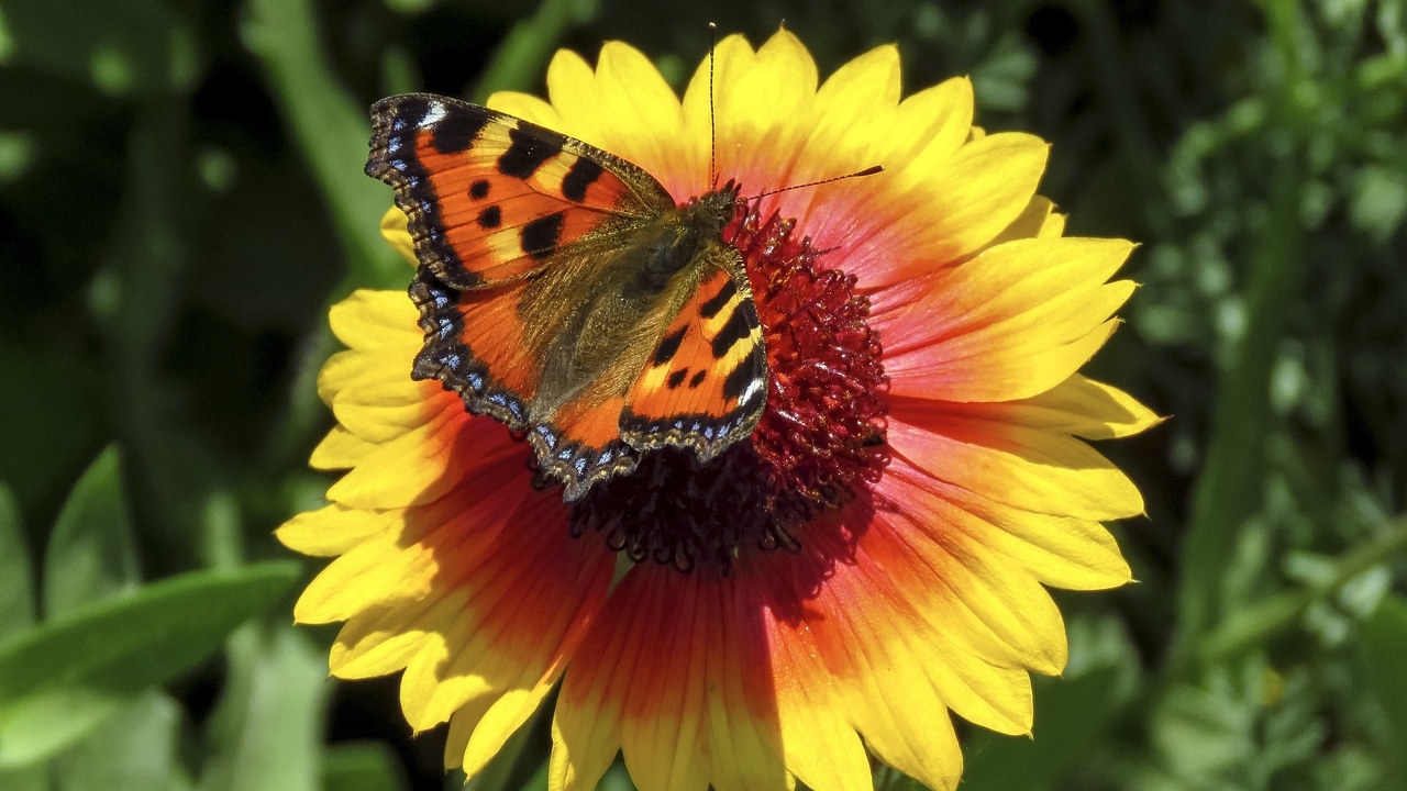 fiore di gaillardia