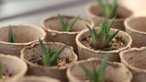 Haworthia: cure e caratteristiche di questa pianta grassa