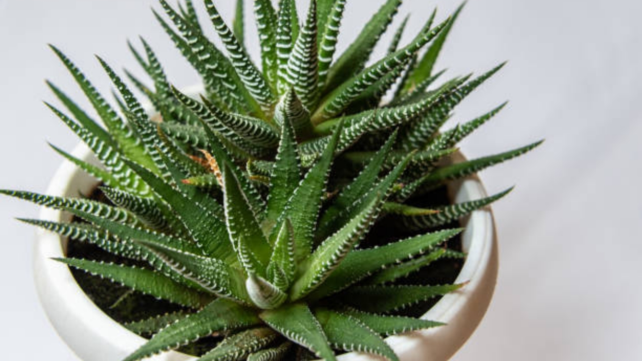 haworthia piantata