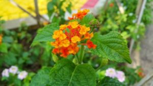 Iperico: usi e proprietà di questa pianta da fiore
