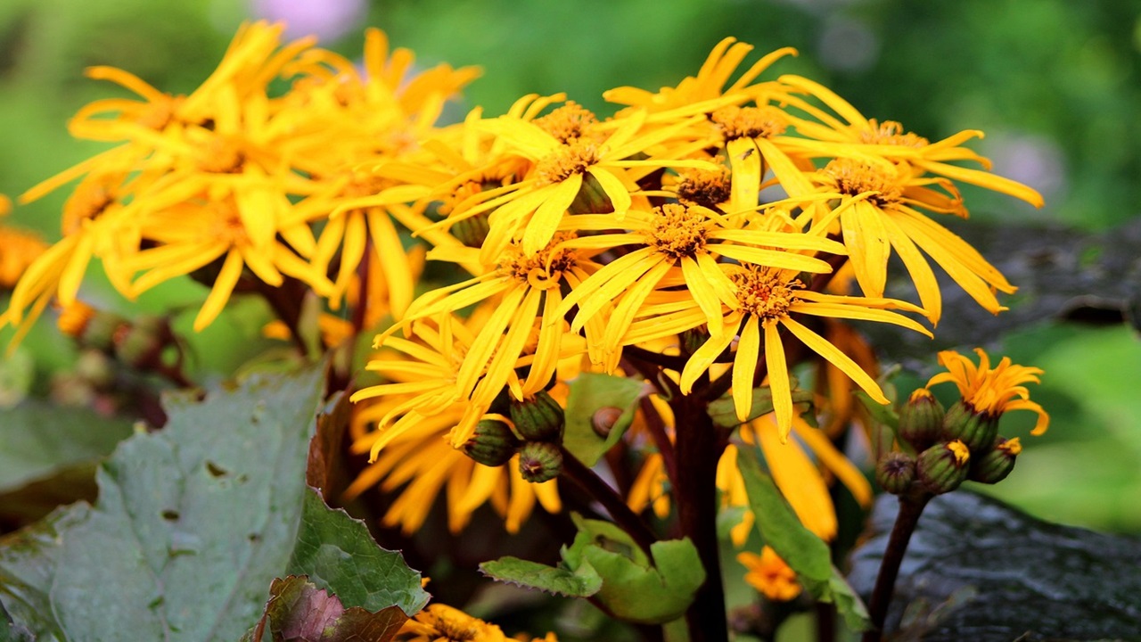 ligularia
