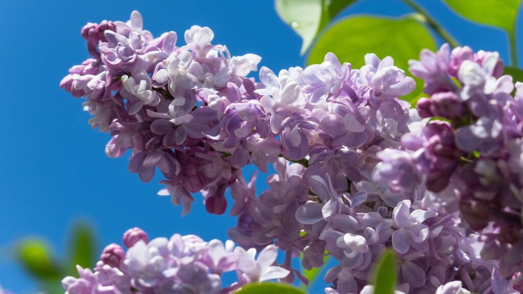 Perché il lillà si ostina a non voler fiorire? Il possibile motivo