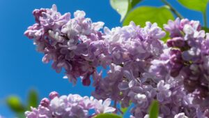 Perché il lillà si ostina a non voler fiorire? Il possibile motivo