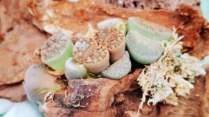 Lithops: tutto ciò che c’è da sapere su questo genere di succulente