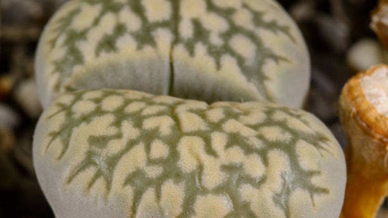 lithops con striature