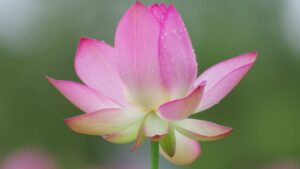 Lotus: caratteristiche e curiosità su questo genere di erbacee