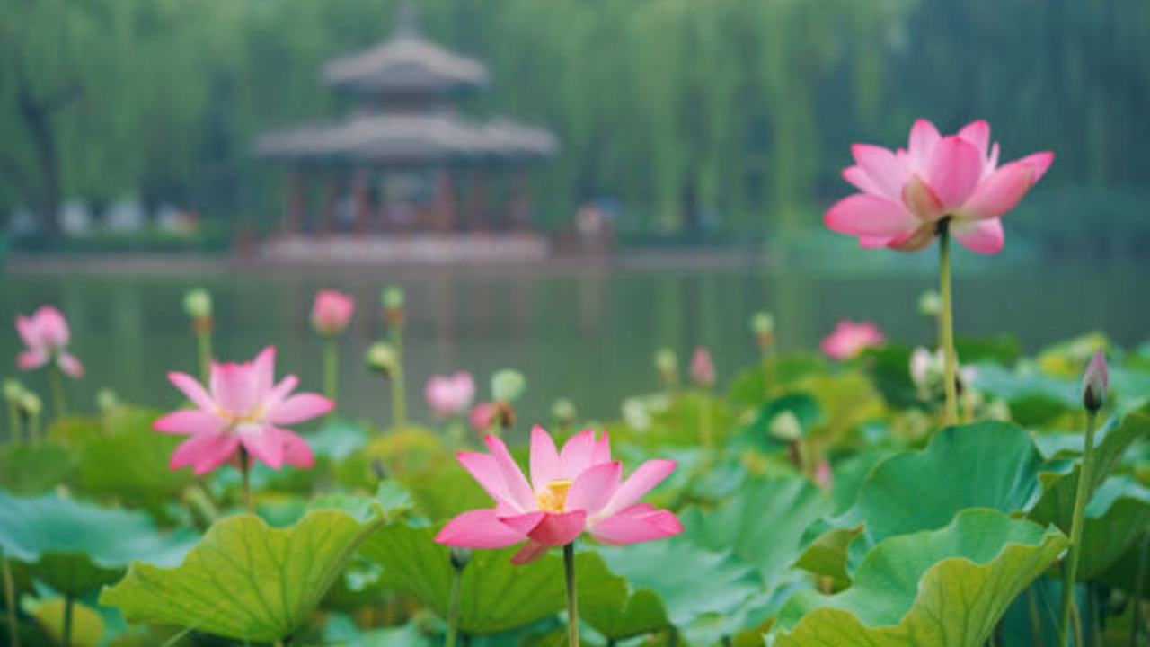 giardino con lotus