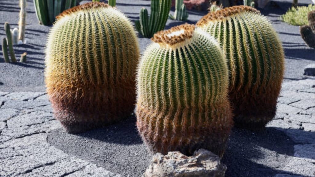 Mammillaria: cosa sapere su questo genere di succulente
