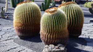 Mammillaria: cosa sapere su questo genere di succulente