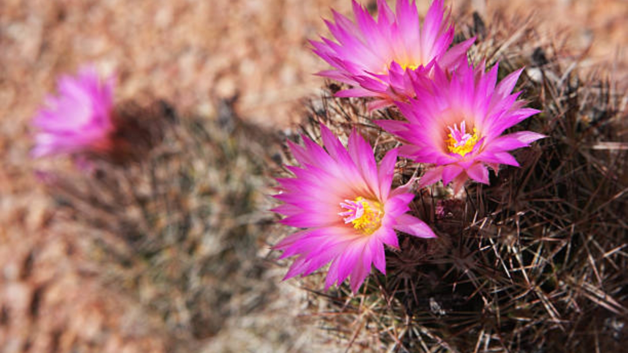 mammillaria fiorita