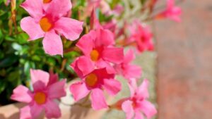 Mandevilla: proprietà e benefici di questa rampicante tropicale