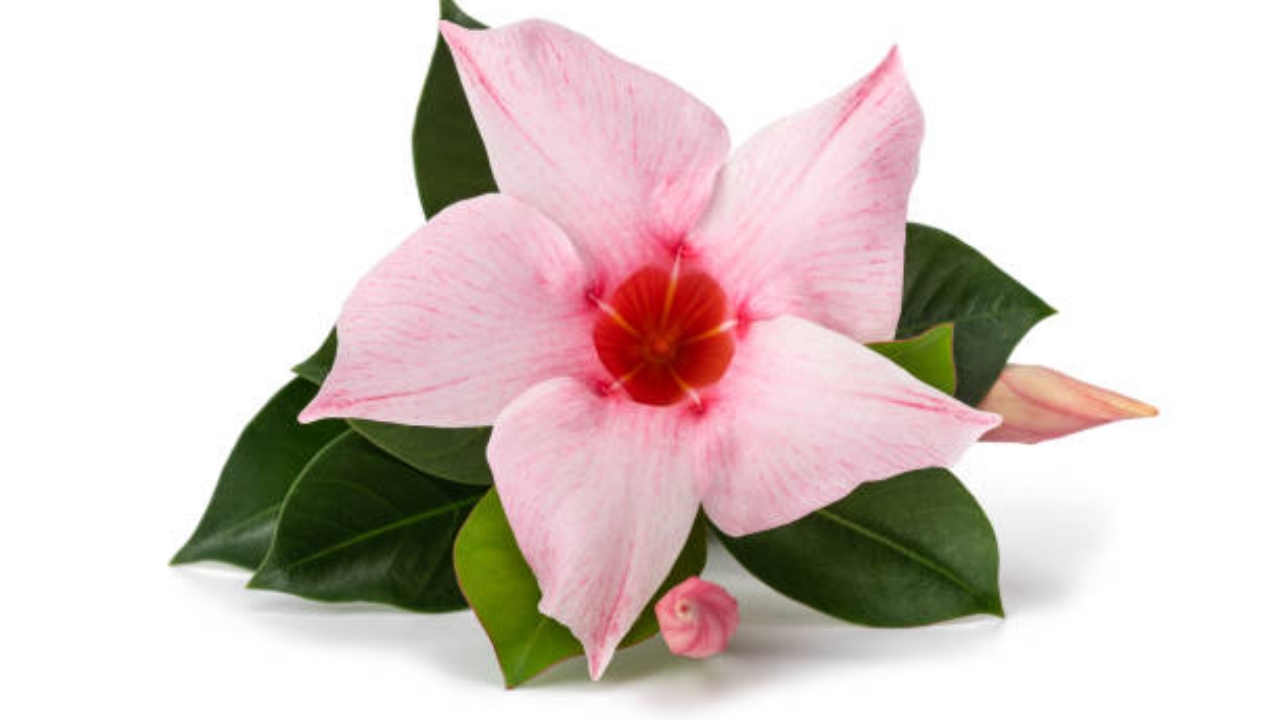 fiore di mandevilla