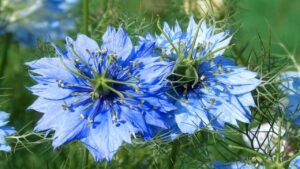 Nigella, come coltivare con successo questi incantevoli fiori blu