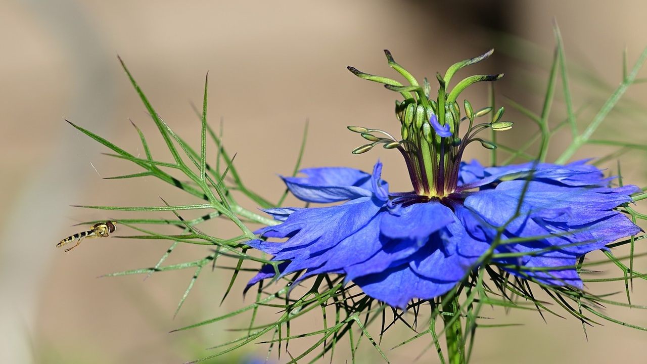nigella fiori blu