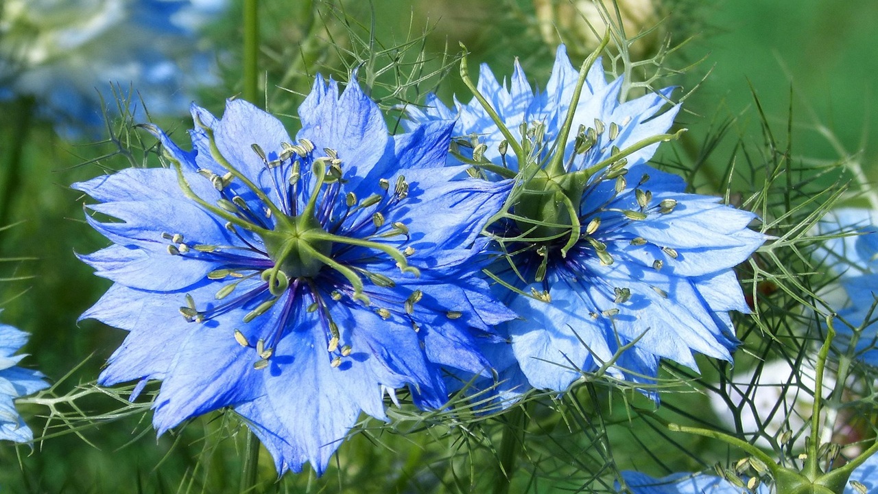 nigella