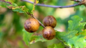 Noce di galla: tutti i benefici e curiosità