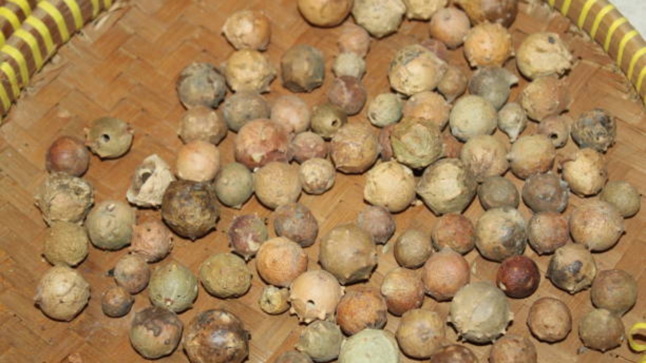 noce di galla raccolta