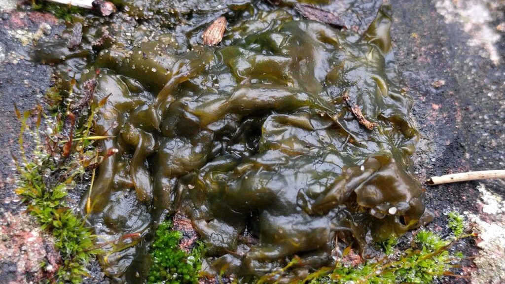 Attenzione, se vedete questo nel giardino non avvicinatevi: sono colonie di nostoc