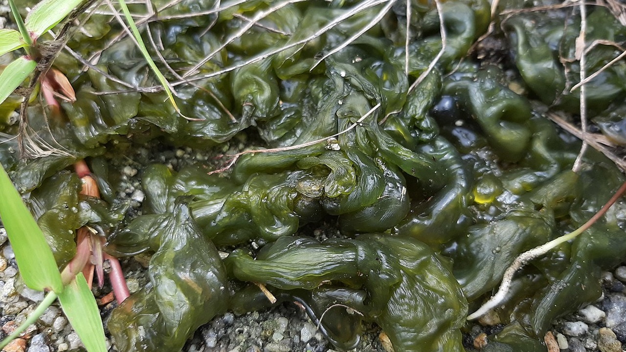nostoc cianobatteri