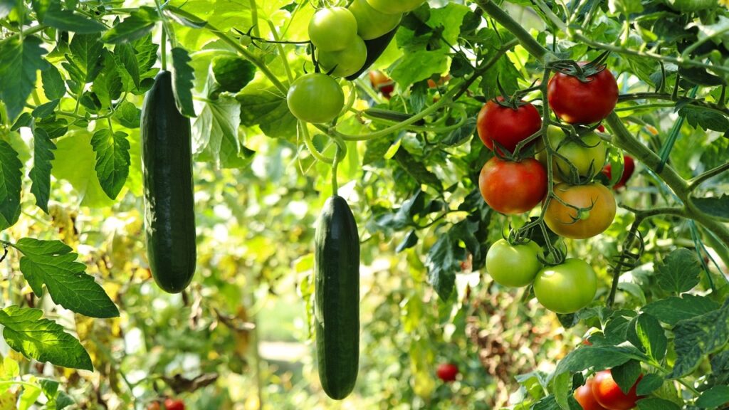 Se volete cimentarvi in un orto verticale, dovete usare i giusti ortaggi e verdure