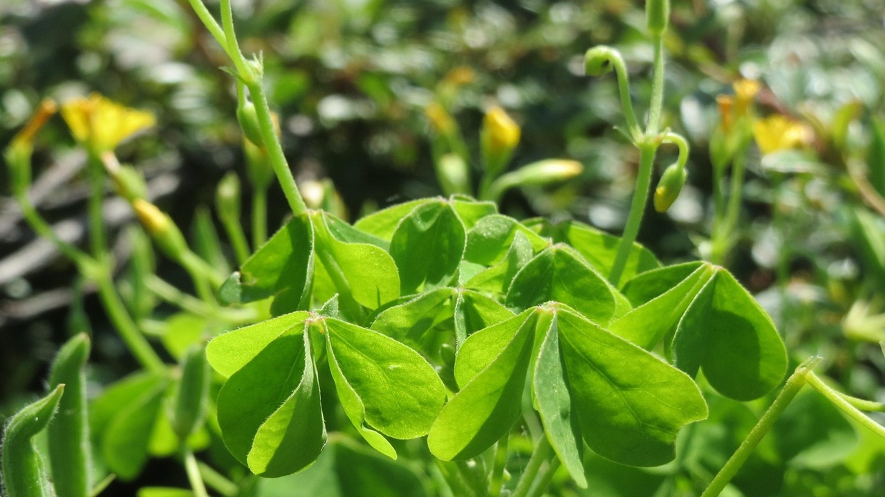 oxalis stricta