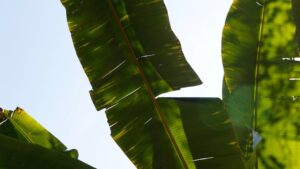 Aiuto, la palma ha le foglie gialle, cosa fare