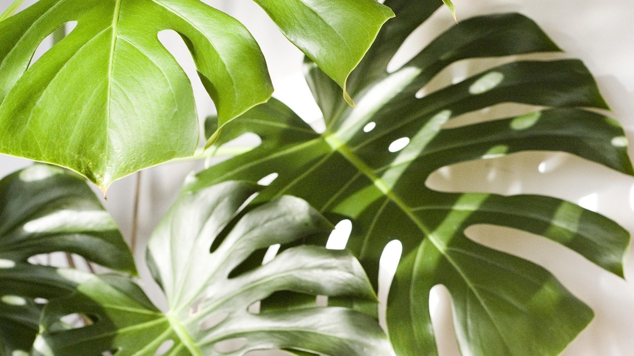 pianta appartamento vaso monstera