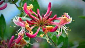Piante rampicanti con fiori rosa per abbellire pergolati e muri