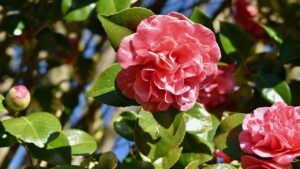 Quando potare le camelie per avere una fioritura esplosiva e colorata