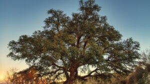 Mai potare queste piante e alberi in primavera