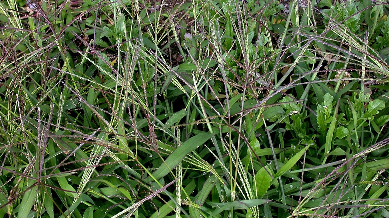 sanguinella