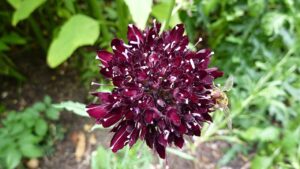 Scabiosa atropurpurea, il fiore “nero” che non può mancare in un giardino gotico