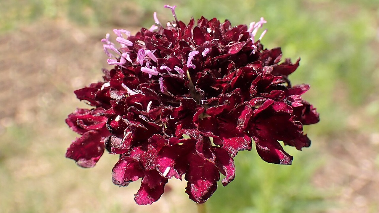 scabiosa nera
