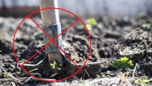 Possiamo fare giardinaggio senza scavare – schiena e braccia ringraziano