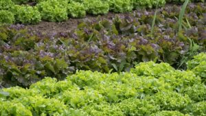 Avete ignorato le regole di spaziatura fra le piante – cosa vi succederà