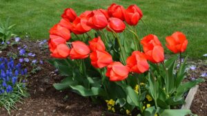 I tulipani si ostinano a non fiorire – queste le cause e come rimediare