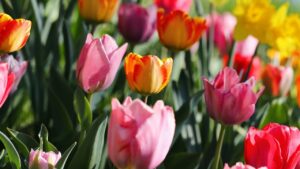 Tulipani dopo la fioritura: questo è l’unico errore da non fare