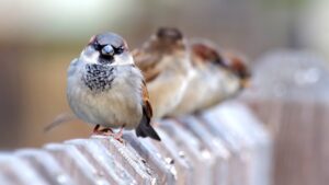 Come proteggere il giardino dagli uccellini?