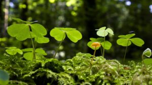 Acetosa gialla: come riconoscerla e combatterla efficacemente in giardino