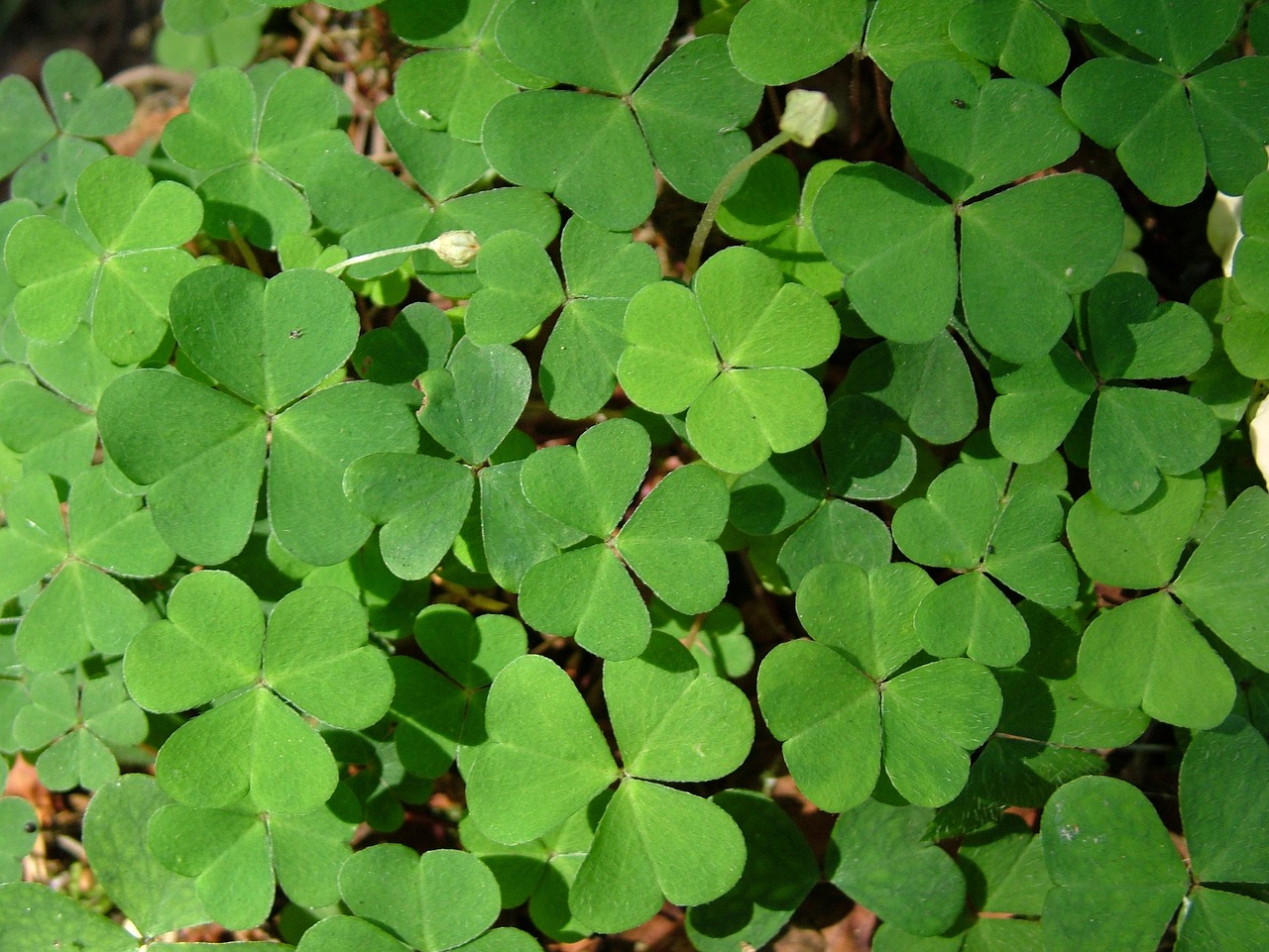 Acetosa gialla: come limitarne la diffusione