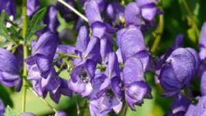 Aconito, tra bellezza e veleno: tutto sulla pianta più temuta dei giardini