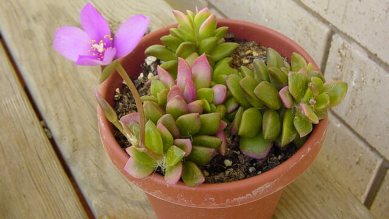 Anacampseros telephiastrum cresciuta